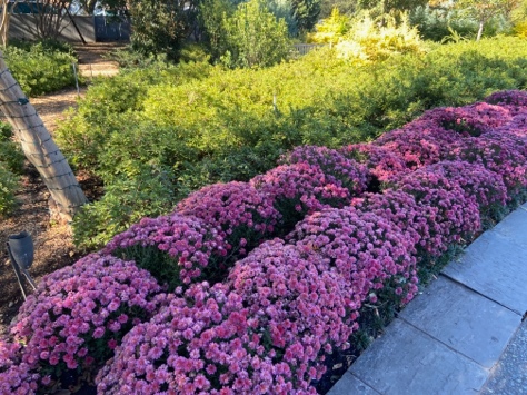 Taking a Math Walk at the Dallas Arboretum with an Informal Educator